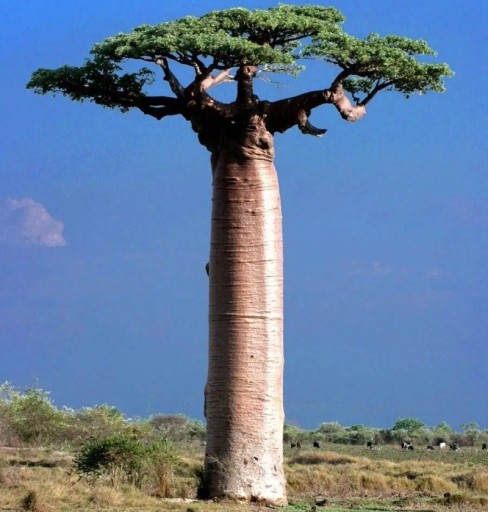 Semienka Adansonia madagascariensis, 2 ks, vzácny madagaskarský baobab s mohutným kmeňom, zberateľské pestovanie pre bonsajistov