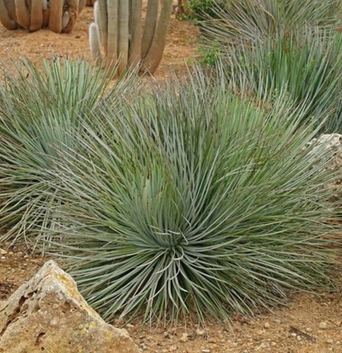 Semienka Agave striata subsp. striata, 10 ks, sukulent s úzkymi striebornisto modrými listami v hustom trsíku, výsadba pre nádoby a zberateľov