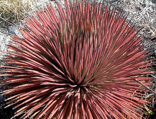 Semienka Agave striata subsp. striata, 5 ks, sukulent s úzkymi červenými listami v hustom trse, výsadba pre zberateľov a sukulentné zbierky