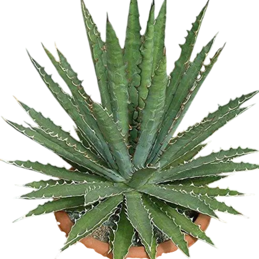 Semienka Agave xylonacantha, 10 ks, sukulent s otvorenou rozetou a nápadnými bielymi ostnatými okrajmi, výsadba pre zberateľov
