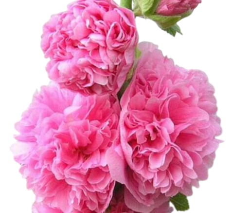 Semienka Alcea rosea Chater's Double Rose Pink, balenie 50 ks, topolovka s plnými ružovými kvetmi, výsadba pre záhrady a škôlky