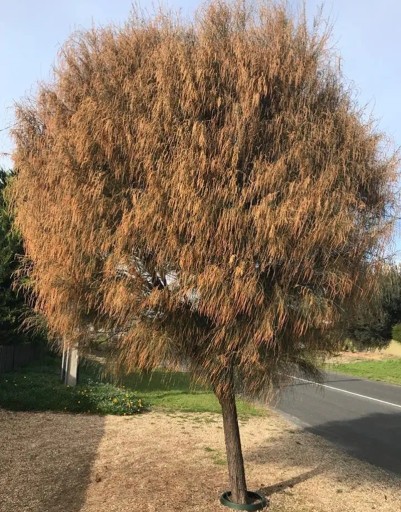 Semienka Allocasuarina verticillata, 10 ks, austrálsky strom s previslými vetvičkami a guľovitou korunou, výsadba pre záhradu a zberateľov