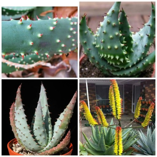 Semienka Aloe aculeata, 10 ks, sukulentná rastlina s ostnatými listami a žlto-oranžovými kvetmi, výsadba pre skleník a zberateľov