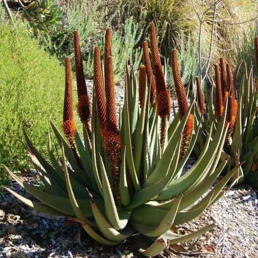 Semienka Aloe castanea, 5 ks, vzrastlá africká aloe pre zberateľov sukulentov, výsadba pre skleník a zimnú záhradu