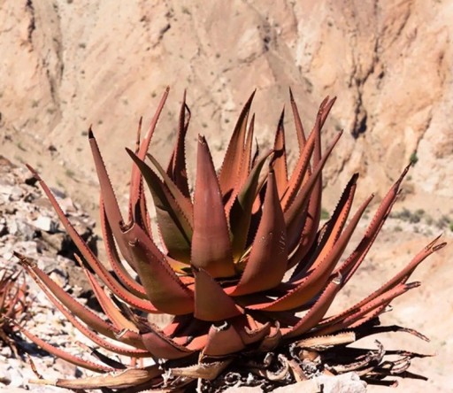 Semienka Aloe gariepensis, 10 ks, sukulent s oranžovo zafarbenými listami v rozetách, výsadba pre zberateľov a sukulentné kompozície