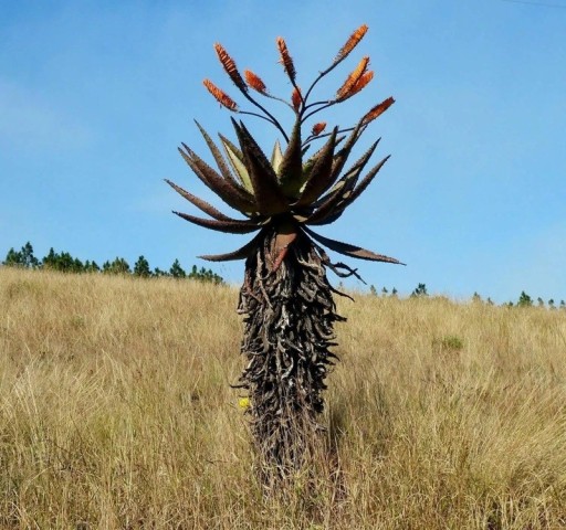 Semienka Aloe marlothii subsp. marlothii, 10 ks, vzrastlá aloe s vodorovnými žltými kvetenstvami, výsadba pre skleník a zberateľov