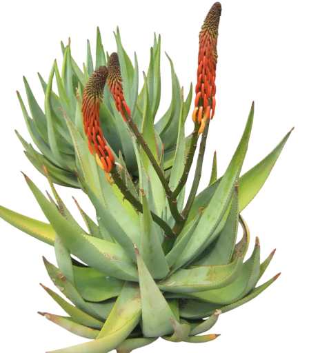 Semienka Aloe reitzii, 10 ks, juhoafrický sukulent s červeno-oranžovými klasmi, výsadba pre zberateľov a sukulentné zbierky