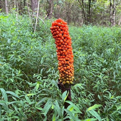 Semienka Amorphophallus krausei, 20 ks, exotická tropická rastlina s oranžovými plodmi, pre zberateľov a pokročilých pestovateľov