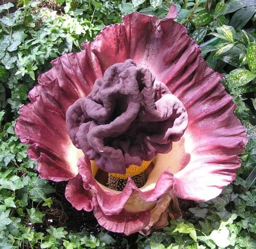 Semienka Amorphophallus paeoniifolius, 10 ks, exotická rastlina s purpurovým kvetom, výsadba pre zberateľov a tropický skleník