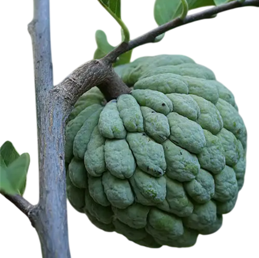 Semienka anony šupinaté Annona squamosa Sugar Apple, 10 ks, tropický ovocný strom so sladkou dužinou, výsadba pre skleník