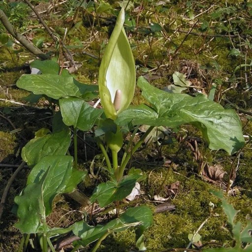 Semienka árona škvrnitého Arum maculatum, 5 ks, lesná vytrvalka s charakteristickým toulcom, výsadba pre tienisté záhrady