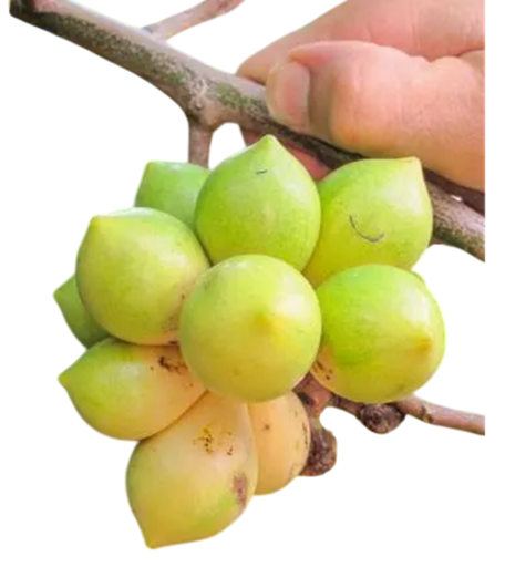 Semienka Artabotrys hexapetalus Climbing Ylang-Ylang, 5 ks, popínavá tropická rastlina s plodmi, pre zberateľov a skleník