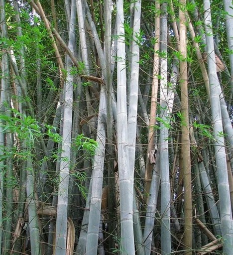 Semienka bambusu Dendrocalamus membranaceus 10 ks vzrastlý trsový druh so šedomodrými stéblami na pestovanie v záhrade a živé ploty