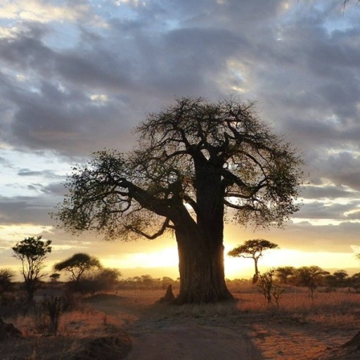 Semienka baobabu Adansonia digitata, 5 ks, africký strom života s mohutným kmeňom, výsadba pre bonsaj, zberateľov a zimnú záhradu