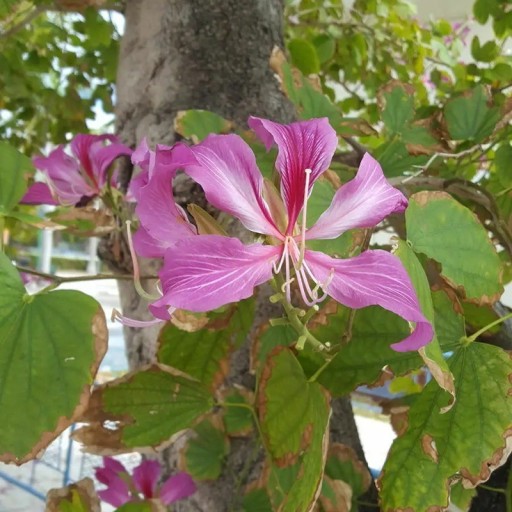 Semienka bauhinie purpurovej Bauhinia purpurea 10 ks tropický strom s ružovo-fialovými kvetmi na výsev a okrasné domáce pestovanie