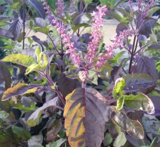 Semienka bazalky posvätné Ocimum tenuiflorum Purple Leaf 5000 ks Aromatická jedlá bylinka tulsi s purpurovými listami Na čaj i do kuchyne
