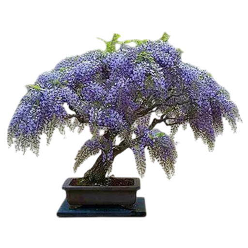 Semienka bolusantu Bolusanthus speciosus 10 ks africký bonsaj strom s fialovými hroznovitými kvetmi pre výsev a domáce pestovanie