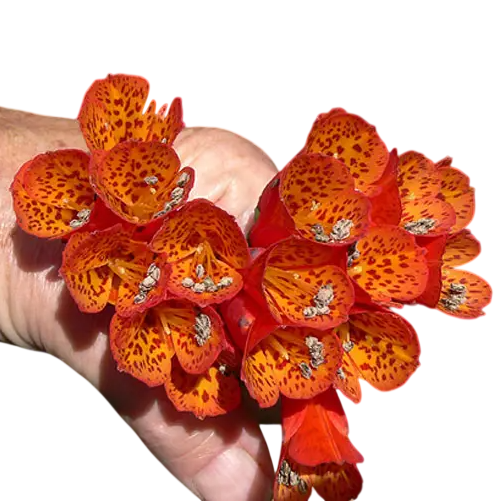 Semienka bomareje mnohokveté Bomarea multiflora 5 ks tropická popínavka s oranžovými zvonkovitými kvetmi pre výsev a domáce pestovanie