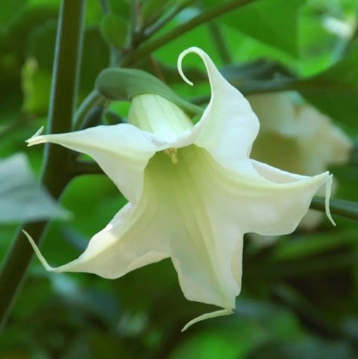Semienka brugmansie stromovitej Brugmansia arborea 10 ks vzácny andský strom s bielymi trubkovitými kvetmi na výsev a okrasné pestovanie