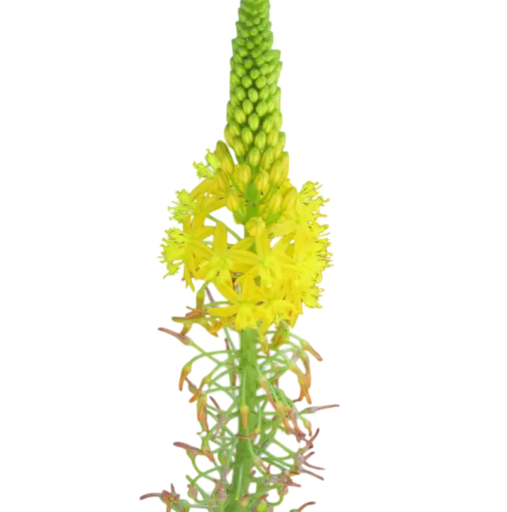 Semienka bulbiny natalskej Bulbine natalensis 10 ks juhoafrický sukulent so žltými hviezdicovitými kvetmi na výsev a domáce pestovanie