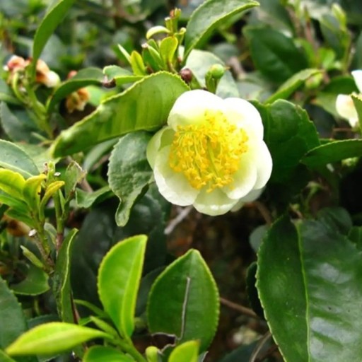 Semienka čajovníka himálajského Darjeeling Camellia sinensis 5 ks stálezelený ker s bielymi kvetmi na výsev a okrasné domáce pestovanie