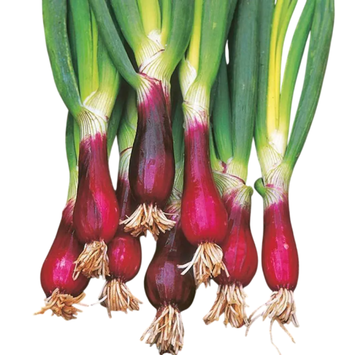 Semienka cibule sečky Allium fistulosum Red Ninja, 10 ks, jarná cibulka s červenou bánou a zelenými stvolmi, výsadba na záhradu