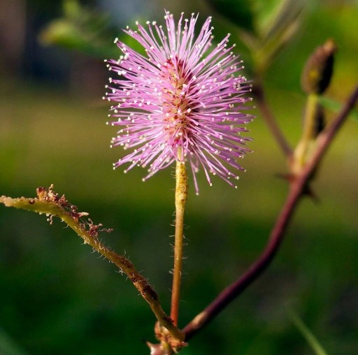 Semienka citlivky hanlivej Mimosa pudica 100 ks Pohyblivé listy reagujúce na dotyk a ružové kvety Pokojová rastlina aj pre deti