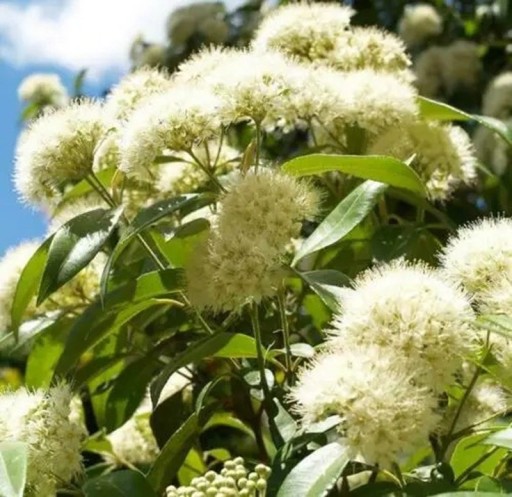 Semienka citronovej myrty Backhousia citriodora 20 ks aromatický austrálsky ker s bielymi kvetmi na pestovanie v interiéri a záhrade