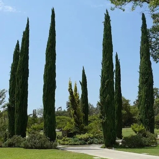 Semienka Cupressus sempervirens stricta 100 ks štíhly stĺpovitý cyprus so zelenou korunou pre výsadbu stredomorských záhrad