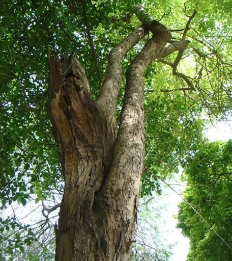 Semienka dalbergie širokolistá Dalbergia latifolia 20 ks indický palisandr s tmavými listami pre pestovanie v skleníkoch a zberateľské zbierky