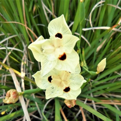 Semienka Dietes bicolor 10 ks africká vytrvalka s krémovo žltými kvetmi a tmavými škvrnami pre výsadbu na záhrade a do nádob