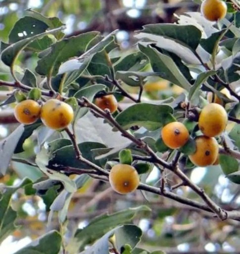 Semienka Diospyros melanoxylon 10 ks ázijský strom s oranžovými plodmi a tmavým drevom na pestovanie v interiéri a skleníkoch