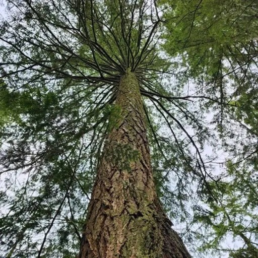 Semienka douglasky Pseudotsuga menziesii 10 ks Stálezelený ihličnan so zelenými ihlicami Na záhradu aj pestovanie bonsaje