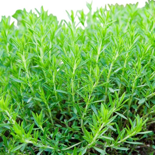 Semienka estragónu Artemisia dracunculus, 500 ks, aromatická kuchynská bylina s úzkymi zelenými listami, výsadba pre záhrady a škôlky