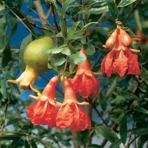 Semienka granátovníka Punica granatum var. nana 20 ks Zakrslý ker s oranžovými kvetmi Na pestovanie bonsaje aj do kvetináča a skleníka