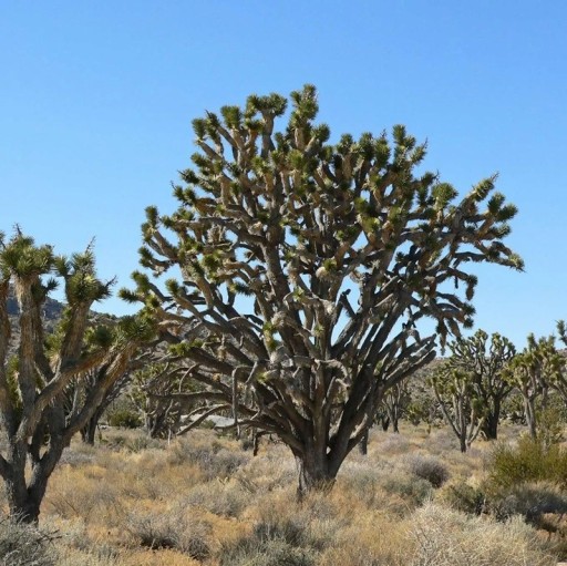 Semienka juky Yucca brevifolia Joshua Tree 10 ks Suchomilná drevina s tuhými zelenými listami Na pestovanie aj do nádoby na terasu