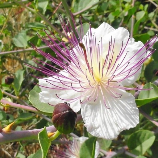 Semienka kapary trnité Capparis spinosa 30 ks streedomorský ker s bielymi kvetmi a fialovými tyčinkami na výsev a domáce pestovanie