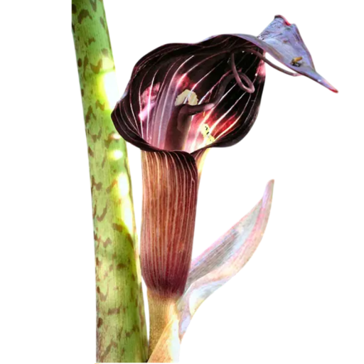 Semienka kobřinca Arisaema speciosum, 10 ks, vzácna trvalka s purpurovo páskovaným toulcom, výsadba pre zberateľov a tienistú záhradu