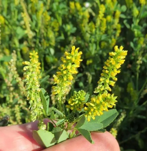 Semienka komonice lekárskej Melilotus officinalis 3000 ks Medonosná dvojročná bylina so žltými kvetmi Na zelené hnojenie aj pre včely