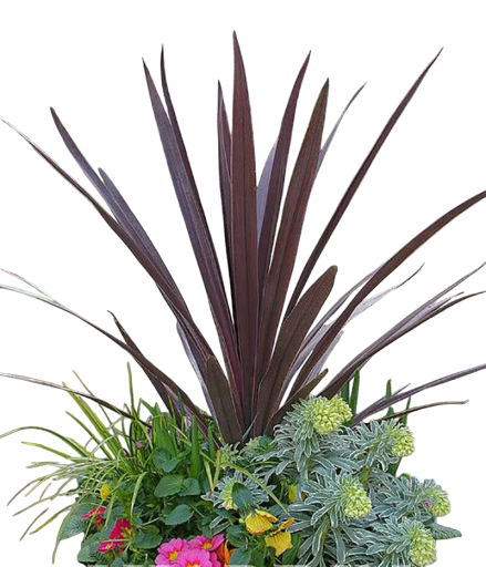 Semienka kordylíny austrálskej Cordyline australis Purpurea 10 ks okrasná drevina s purpurovými listami pre záhradu alebo letnú terasu