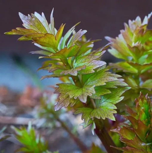 Semienka libečku lekárskeho Levisticum officinale 600 ks Aromatická bylinka Zelené delené listy Na záhradu bylinkové záhony aj do kuchyne