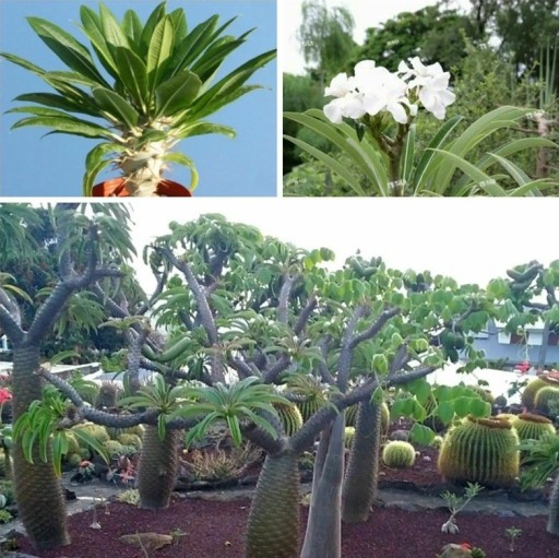 Semienka madagaskarskej palmy Pachypodium lamerei 50 ks Sukulent s trnitým kmeňom a bielymi kvetmi Do kvetináča aj zbierky sukulentov