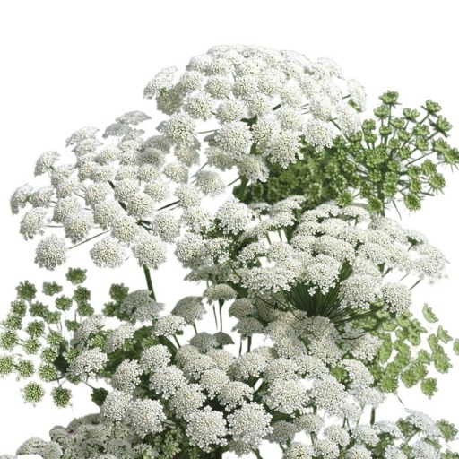 Semienka morača Ammi majus, 1200 ks, letnička s bielymi okolíkovitými kvetmi, výsadba pre záhrady a rezané kytice