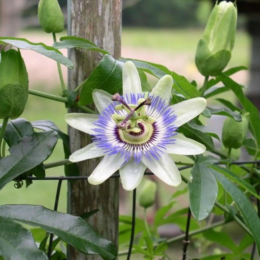 Semienka mučenky modrej Passiflora caerulea 5 ks Popínavá liána s modrými kvetmi a oranžovými jedlými plodmi Do skleníka i na oporu