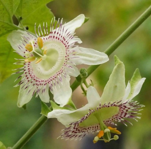 Semienka mučenky Passiflora adenopoda 10 ks Popínavá liána so zelenobielymi kvetmi a fialovou korunou Do skleníka aj zimnej záhrady