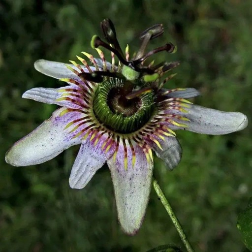 Semienka mučenky Passiflora alnifolia 5 ks Popínavá liána s bielymi kvetmi a žltou korunou Do skleníka aj zimnej záhrady aj kvetináčov