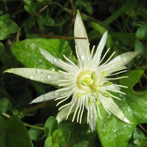 Semienka mučenky Passiflora capsularis 10 ks Popínavá liána s krémovo bielymi hviezdicovitými kvetmi Do skleníka aj zimnej záhrady aj na oporu