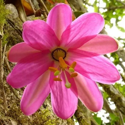Semienka mučenky Passiflora coactilis 5 ks Vzácna andská popínavka tauso s ružovými kvetmi Do skleníka aj zimnej záhrady aj na oporu