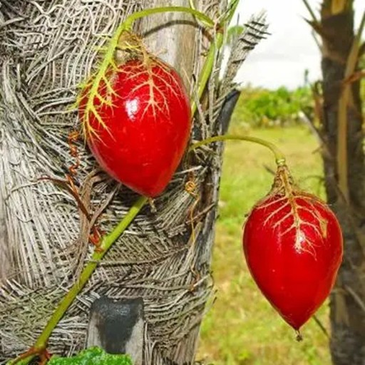 Semienka mučenky Passiflora foetida 5 ks Popínavá liána s červenými plodmi v krajkovitých listoch Do skleníka i na oporu v izbe