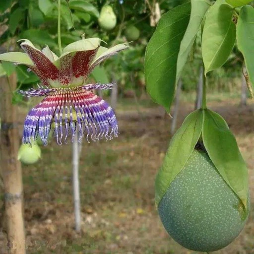 Semienka mučenky Passiflora maliformis 50 ks Popínavá liána s jedlými guľatými plodmi a pestrými kvetmi Do skleníka aj na oporu